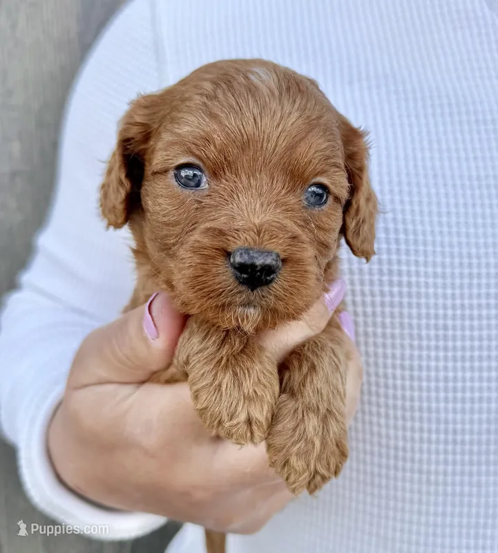 Amos – Cavapoo puppy for sale in Youngstown, OH