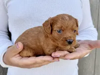 Amos, a male Cavapoo for sale in Youngstown, OH – 6 of 10