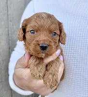 Amos, a male Cavapoo for sale in Youngstown, OH – 2 of 10