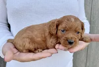 Amos, a male Cavapoo for sale in Youngstown, OH – 10 of 10