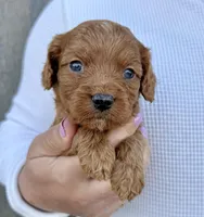 Amos, a male Cavapoo for sale in Youngstown, OH – 7 of 10