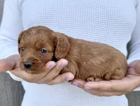Amos, a male Cavapoo for sale in Youngstown, OH – 9 of 10