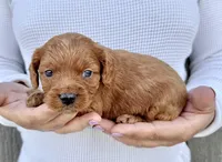 Amos, a male Cavapoo for sale in Youngstown, OH – 4 of 10