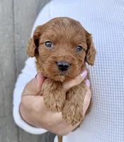 Amos, a male Cavapoo for sale in Youngstown, OH – 8 of 10