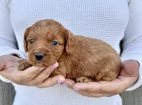 Amos, a male Cavapoo for sale in Youngstown, OH – 5 of 10