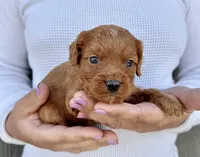 Amos, a male Cavapoo for sale in Youngstown, OH – 3 of 10