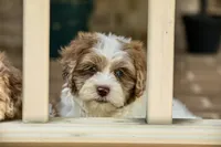 Winston, a male Shihpoo for sale in Youngstown, OH – 7 of 10