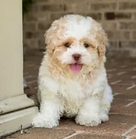 Sullivan, a male Shihpoo for sale in Youngstown, OH – 6 of 10