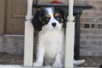 Oreo, a male Cavalier King Charles Spaniel for sale in Youngstown, OH – 2 of 6