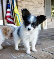 Pez, a female Papillon for sale in Youngstown, OH – 5 of 10