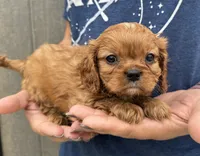 Penny, a female Cavalier King Charles Spaniel for sale in Youngstown, OH – 10 of 10