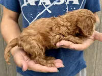 Clifford, a male Cavalier King Charles Spaniel for sale in Youngstown, OH – 5 of 7