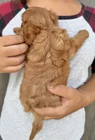Noona, a female Cavalier King Charles Spaniel for sale in Youngstown, OH – 7 of 10