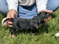 Triscuit, a female Cavalier King Charles Spaniel for sale in Youngstown, OH – 7 of 7