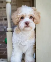 Sullivan, a male Shihpoo for sale in Youngstown, OH – 3 of 10