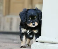 CAVALON Sherwin, a male Cavalier King Charles Spaniel and Papillon for sale in Youngstown, OH – 9 of 9