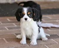Oreo, a male Cavalier King Charles Spaniel for sale in Youngstown, OH – 3 of 6
