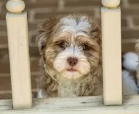 Bennett, a male Shihpoo for sale in Youngstown, OH – 10 of 10