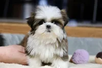 Weslee, a male Shih Tzu for sale in Youngstown, OH – Photo 9 of 9