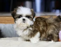 Weslee, a male Shih Tzu for sale in Youngstown, OH – Photo 4 of 9