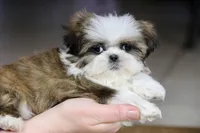 Weslee, a male Shih Tzu for sale in Youngstown, OH – Photo 1 of 9