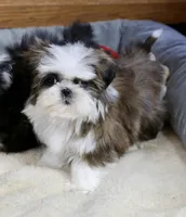 Weslee, a male Shih Tzu for sale in Youngstown, OH – Photo 5 of 9