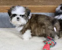 Weslee, a male Shih Tzu for sale in Youngstown, OH – Photo 6 of 9