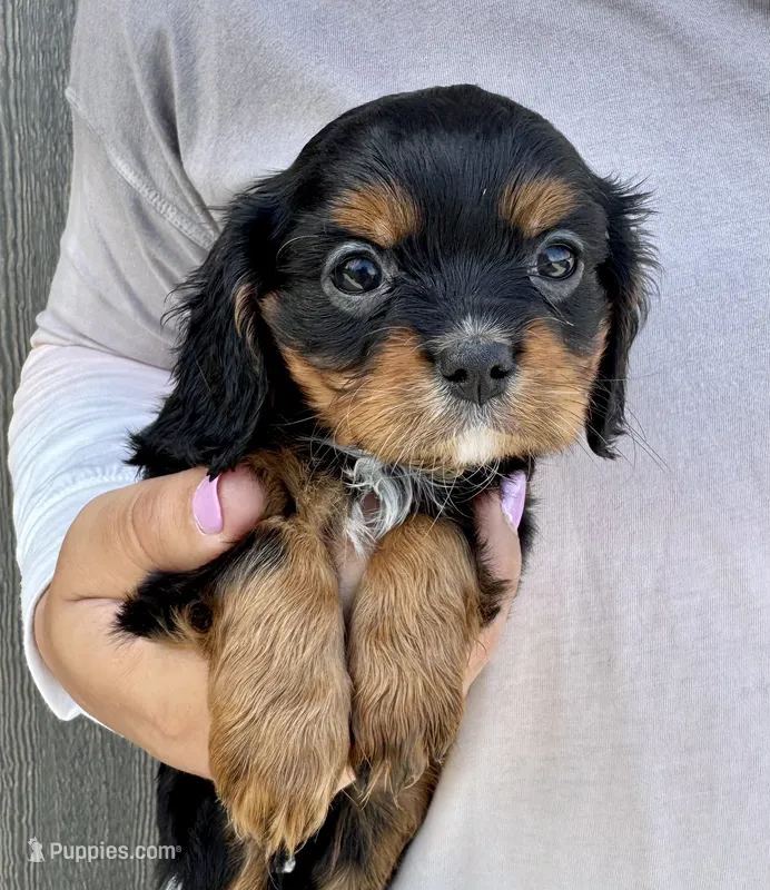 Lorna Doone – Cavalier King Charles Spaniel puppy for sale in Youngstown, OH