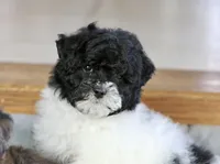 Paislee, a female Poodle - Miniature  for sale in Youngstown, OH – Photo 2 of 10