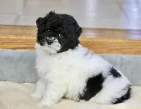 Paislee, a female Poodle - Miniature  for sale in Youngstown, OH – Photo 5 of 10