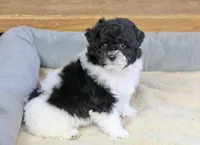 Paislee, a female Poodle - Miniature  for sale in Youngstown, OH – Photo 8 of 10