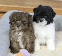 Paislee, a female Poodle - Miniature  for sale in Youngstown, OH – Photo 10 of 10