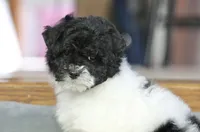 Paislee, a female Poodle - Miniature  for sale in Youngstown, OH – Photo 6 of 10