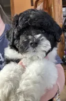 Paislee, a female Poodle - Miniature  for sale in Youngstown, OH – Photo 9 of 10