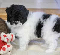 Paislee, a female Poodle - Miniature  for sale in Youngstown, OH – Photo 7 of 10
