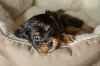 CAVALON Frisbee, a male Cavalier King Charles Spaniel and Papillon for sale in Youngstown, OH – 5 of 10