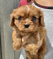 Noona, a female Cavalier King Charles Spaniel for sale in Youngstown, OH – 2 of 10