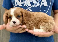 Chili, a male Cavalier King Charles Spaniel for sale in Youngstown, OH – 4 of 9