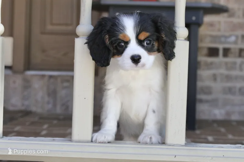 Oreo – Cavalier King Charles Spaniel puppy on hold in Youngstown, OH
