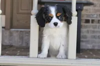 Oreo, a male Cavalier King Charles Spaniel for sale in Youngstown, OH – 1 of 6