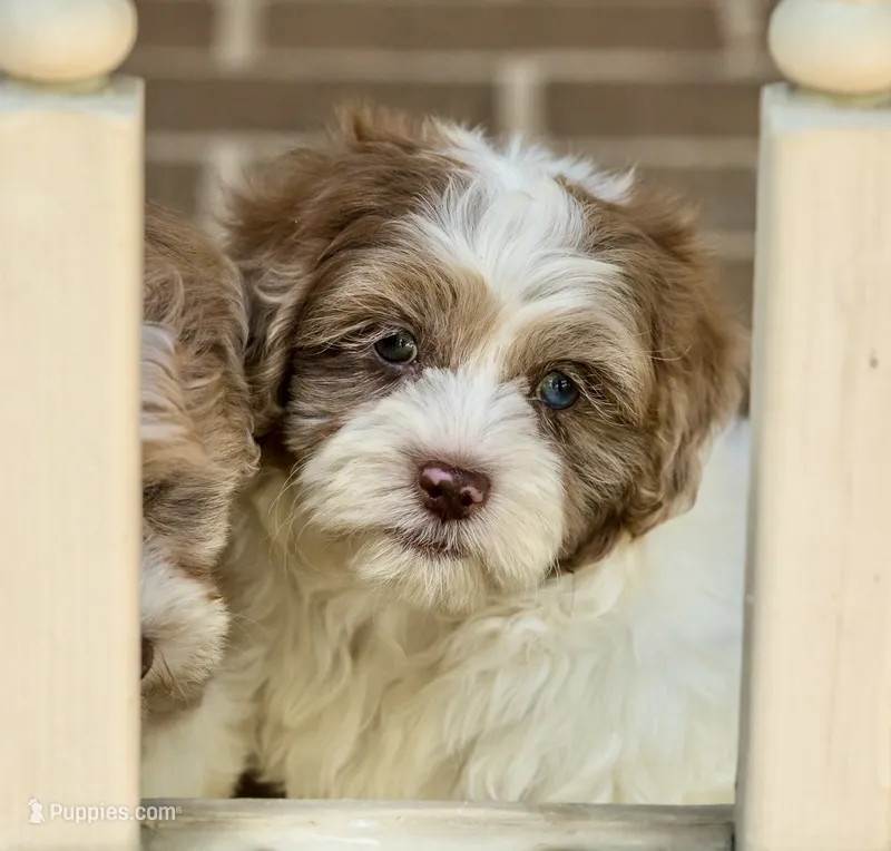 Winston – Shihpoo puppy for sale in Youngstown, OH