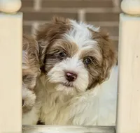 Winston, a male Shihpoo for sale in Youngstown, OH – 8 of 10