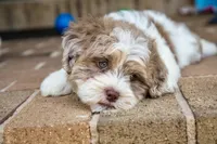 Bennett, a male Shihpoo for sale in Youngstown, OH – 6 of 10