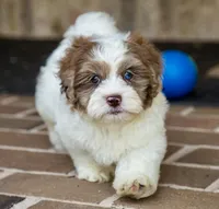 Winston, a male Shihpoo for sale in Youngstown, OH – 3 of 10