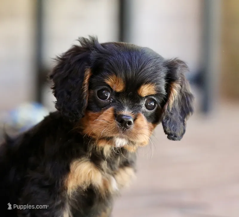 Keebler – Cavalier King Charles Spaniel puppy on hold in Youngstown, OH