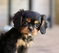 Keebler, a male Cavalier King Charles Spaniel for sale in Youngstown, OH – 1 of 8