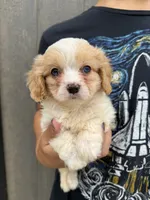 Jax, a male Cavapoo for sale in Youngstown, OH – 3 of 8