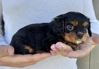 Keebler, a male Cavalier King Charles Spaniel for sale in Youngstown, OH – 7 of 10