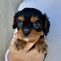 Keebler, a male Cavalier King Charles Spaniel for sale in Youngstown, OH – 2 of 10