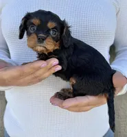 Keebler, a male Cavalier King Charles Spaniel for sale in Youngstown, OH – 6 of 10